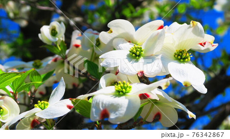 白いハナミズキ 花水木 の花の風景の写真素材