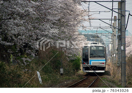 桜と相模線205系(茅ケ崎⇔橋本) 桜と相模線205系(茅ケ崎⇔橋本) 76343026