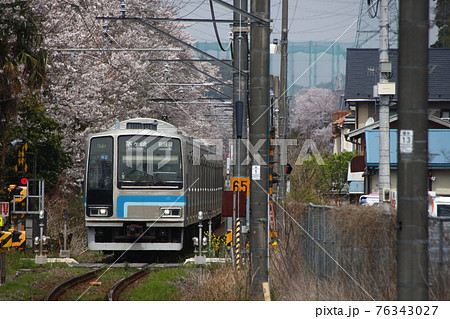 桜と相模線205系(茅ケ崎⇔橋本) 桜と相模線205系(茅ケ崎⇔橋本) 76343027