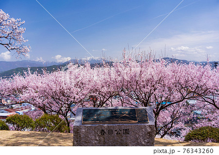 (長野県)伊那の春日公園(城址) 満開の桜 (長野県)伊那の春日公園(城址) 満開の桜 76343260