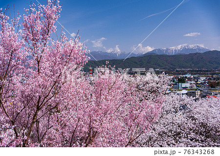 (長野県)伊那の春日公園(城址) 満開の桜 (長野県)伊那の春日公園(城址) 満開の桜 76343268