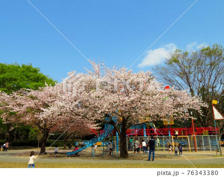 桜の下で小さな賑わい 76343380
