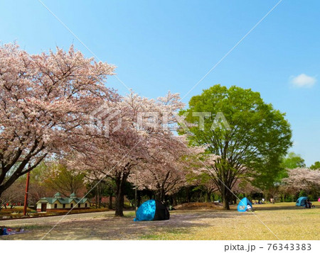 桜の下で小さな賑わい 76343383