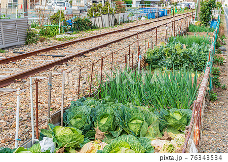 線路脇の家庭菜園 線路脇の家庭菜園 76343534