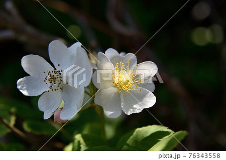 ノイバラの花 ノイバラの花 76343558