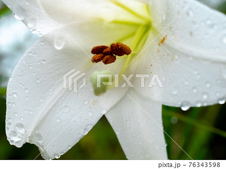 雨に濡れたユリ 雨に濡れたユリ 76343598