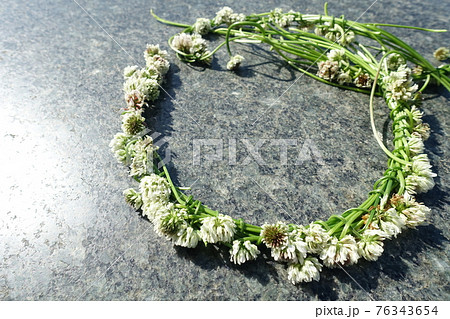 シロツメクサの花輪 花冠 リースの写真素材