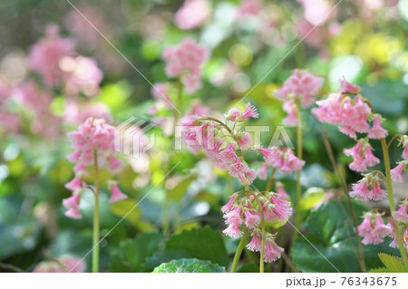 オオイワカガミ 76343675