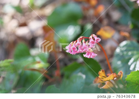 オオイワカガミ 76343678