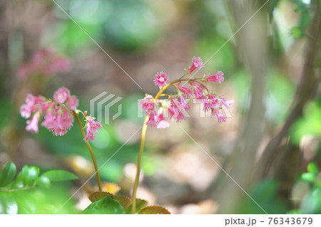 オオイワカガミ 76343679