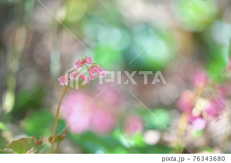 オオイワカガミ 76343680