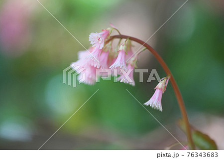 オオイワカガミ 76343683