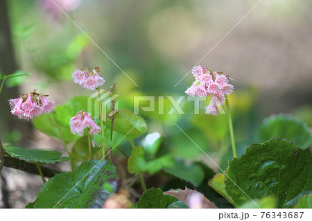 オオイワカガミ 76343687