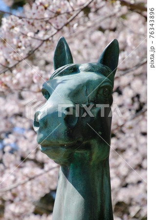 相馬中村神社の桜（福島県・相馬市） 76343896