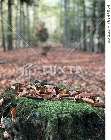 苔の生えた切り株と落ち葉が敷き積もる秋の森の景色 デンマークの風景の写真素材
