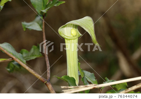 スルガテンナンショウ 76344074