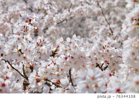 阿武隈川沿いの桜（福島県・桑折町） 76344108