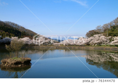 茶屋沼公園の桜(福島県・福島市) 茶屋沼公園の桜(福島県・福島市) 76344470