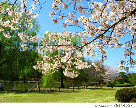 春爛漫 公方公園 春爛漫 公方公園 76344657