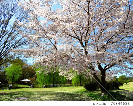 春爛漫 公方公園 春爛漫 公方公園 76344658
