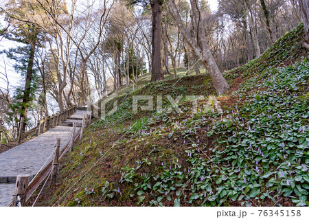 愛知県豊田市足助町　香嵐渓のカタクリの群生地と遊歩道 76345158
