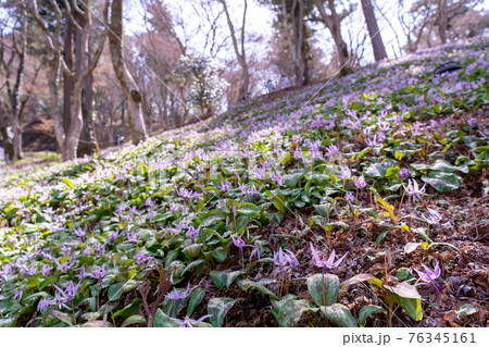 愛知県豊田市足助町　香嵐渓のカタクリの群生地 76345161