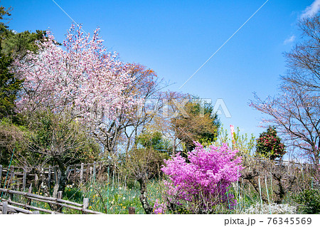 東京都 明治の森高尾国定公園 小仏城山の山頂 春のお花畑 東京都 明治の森高尾国定公園 小仏城山の山頂 春のお花畑 76345569