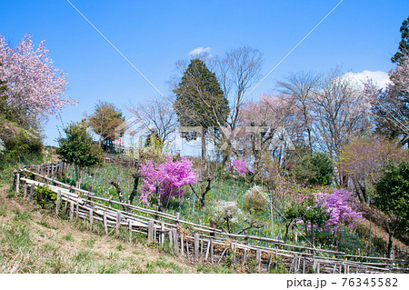 東京都 明治の森高尾国定公園 小仏城山の山頂 春のお花畑 東京都 明治の森高尾国定公園 小仏城山の山頂 春のお花畑 76345582