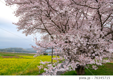 都幾川沿い桜並木　春爛漫　さくらの季節　　 76345715