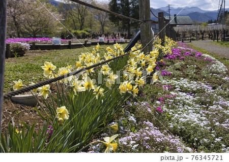 羊山公園の満開の水仙と芝桜 埼玉県秩父市 羊山公園の満開の水仙と芝桜 埼玉県秩父市 76345721