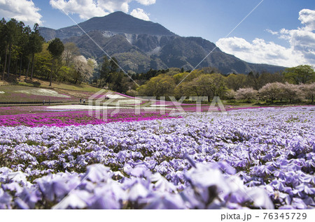 羊山公園の満開の芝桜と武甲山 埼玉県秩父市 羊山公園の満開の芝桜と武甲山 埼玉県秩父市 76345729