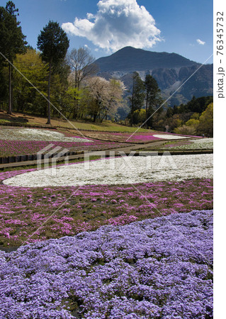 羊山公園の満開の芝桜と武甲山　埼玉県秩父市 76345732