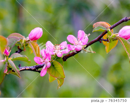 庭木 カリンの花 庭木 カリンの花 76345750