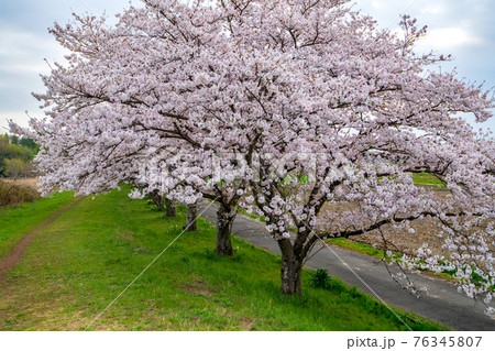 都幾川沿い桜並木 春爛漫 さくらの季節 都幾川沿い桜並木 春爛漫 さくらの季節 76345807