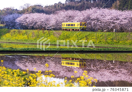 房総半島新田野付近 水面に映る満開の桜と菜の花そして黄色い車両のいすみ鉄道 76345871