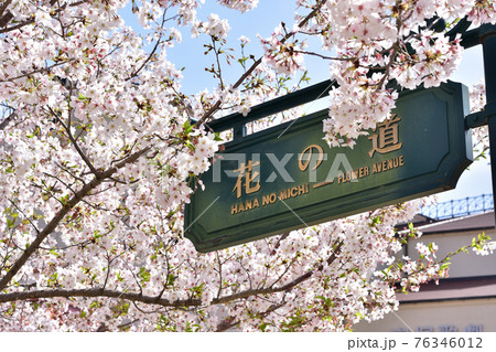 宝塚 花のみちの写真素材 宝塚 花のみちの写真素材