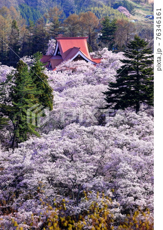 高遠城址の高遠小彼岸桜 高遠城址の高遠小彼岸桜 76346161
