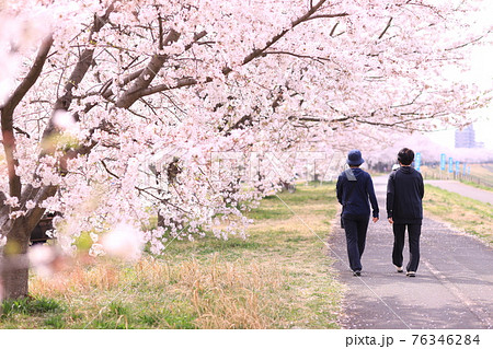 稲城北緑地公園の桜 稲城北緑地公園の桜 76346284