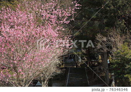 秋元神社の紅梅 秋元神社の紅梅 76346346