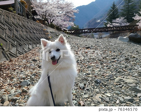 桜が咲く川沿いの景色と日本スピッツ犬 76346570