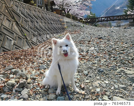川沿いの桜が咲く季節に日本スピッツ犬 川沿いの桜が咲く季節に日本スピッツ犬 76346573