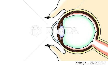 眼球の構造 イメージ図 のイラスト素材