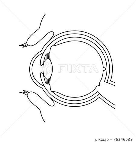 眼球の構造 イメージ図 のイラスト素材