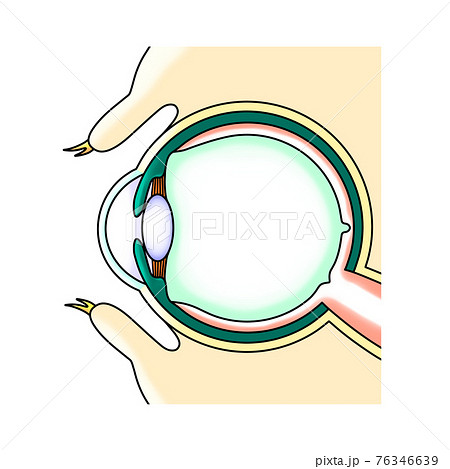 眼球の構造 イメージ図 のイラスト素材