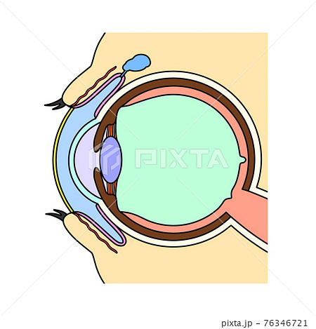 涙と目の構造 イメージ図 のイラスト素材