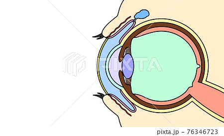 涙と目の構造 イメージ図 のイラスト素材