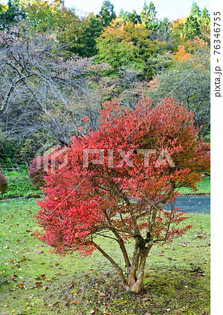 公園で見かけたドウダンツツジの紅葉＠岩手の写真素材 [76346755] - PIXTA