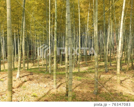 合馬の竹林 76347083