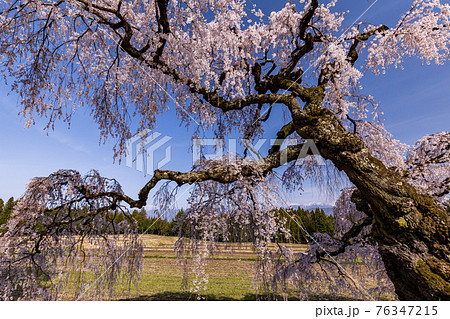 (長野県)伊那市・宮の原のしだれ桜 後方に南アルプス (長野県)伊那市・宮の原のしだれ桜 後方に南アルプス 76347215