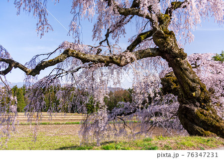 （長野県）伊那市・宮の原のしだれ桜　後方に南アルプス 76347231